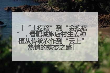 “土疙瘩”到“金疙瘩”，看肥城旅店村生姜种植从传统农作到“云上”热销的蝶变之路