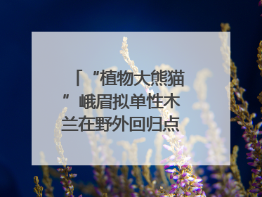 “植物大熊猫”峨眉拟单性木兰在野外回归点首次开花