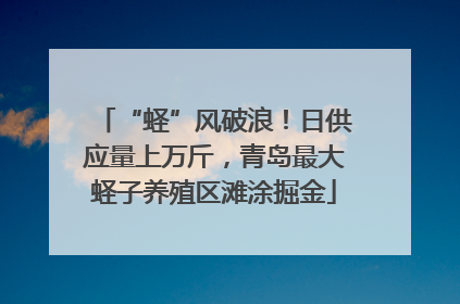 “蛏”风破浪！日供应量上万斤，青岛最大蛏子养殖区滩涂掘金