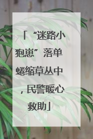 “迷路小狍崽”落单蜷缩草丛中，民警暖心救助