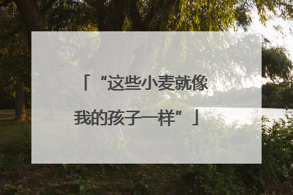 “这些小麦就像我的孩子一样”
