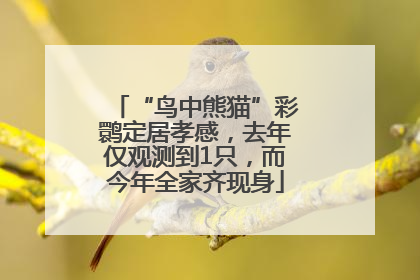 “鸟中熊猫”彩鹮定居孝感，去年仅观测到1只，而今年全家齐现身