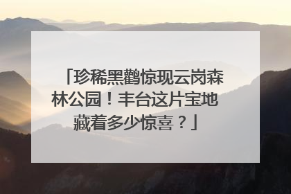 珍稀黑鹳惊现云岗森林公园！丰台这片宝地藏着多少惊喜？
