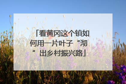 看黄冈这个镇如何用一片叶子“沏”出乡村振兴路