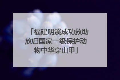 福建明溪成功救助放归国家一级保护动物中华穿山甲