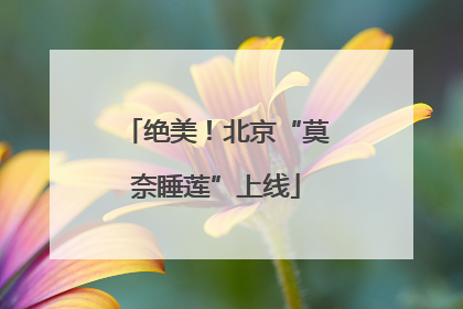 绝美！北京“莫奈睡莲”上线