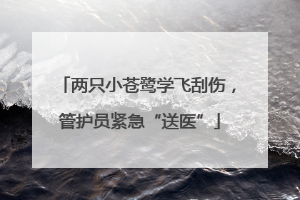 两只小苍鹭学飞刮伤，管护员紧急“送医”