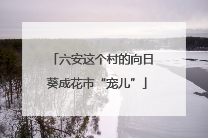 六安这个村的向日葵成花市“宠儿”