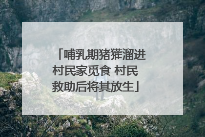 哺乳期猪獾溜进村民家觅食 村民救助后将其放生