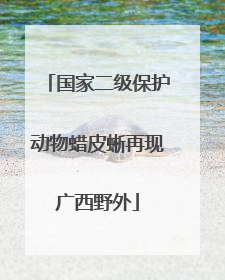 国家二级保护动物蜡皮蜥再现广西野外