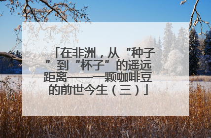 在非洲，从“种子”到“杯子”的遥远距离——一颗咖啡豆的前世今生（三）