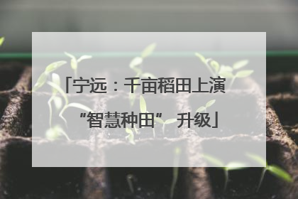 宁远：千亩稻田上演 “智慧种田” 升级