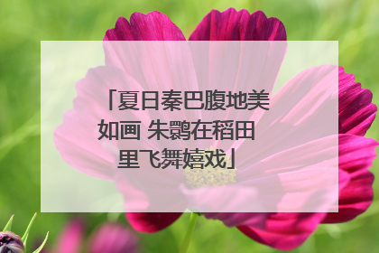 夏日秦巴腹地美如画 朱鹮在稻田里飞舞嬉戏