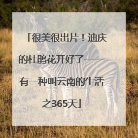 很美很出片！迪庆的杜鹃花开好了——有一种叫云南的生活之365天