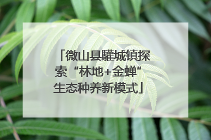 微山县驩城镇探索“林地+金蝉”生态种养新模式