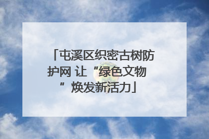 屯溪区织密古树防护网 让“绿色文物”焕发新活力