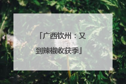 广西钦州：又到辣椒收获季