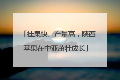 挂果快、产量高，陕西苹果在中亚茁壮成长