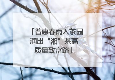 普惠春雨入茶园 润出“湘”茶高质量致富路