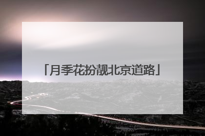 月季花扮靓北京道路