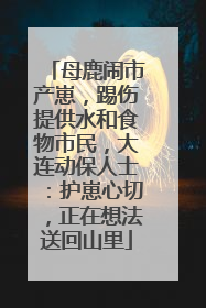 母鹿闹市产崽，踢伤提供水和食物市民，大连动保人士：护崽心切，正在想法送回山里