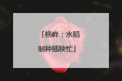 横峰：水稻制种插秧忙