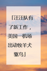 汪汪队有了新工作，美国一机场出动牧羊犬驱鸟