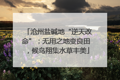 沧州盐碱地“逆天改命”：无用之地变良田，候鸟翔集水草丰美