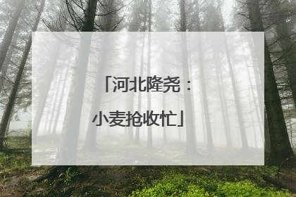 河北隆尧：小麦抢收忙