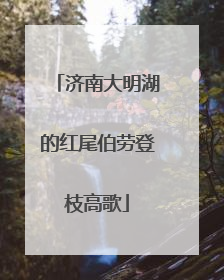 济南大明湖的红尾伯劳登枝高歌