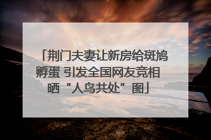 荆门夫妻让新房给斑鸠孵蛋 引发全国网友竞相晒“人鸟共处”图