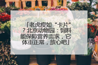 老虎瘦如“卡片”？北京动物园：饲料能保障营养需求，它体重正常，放心吧