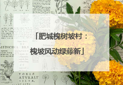 肥城槐树坡村：槐坡风动绿藤新