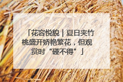 花容悦貌｜夏日夹竹桃盛开娇艳繁花，但观赏时“碰不得”