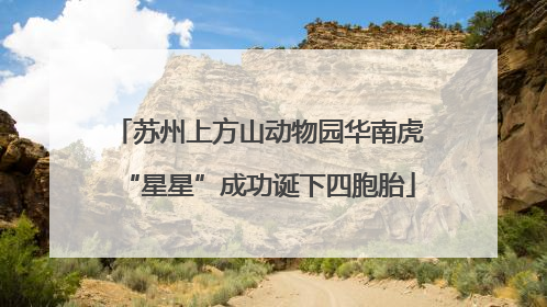 苏州上方山动物园华南虎“星星”成功诞下四胞胎