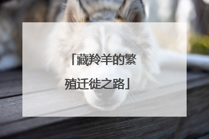 藏羚羊的繁殖迁徙之路