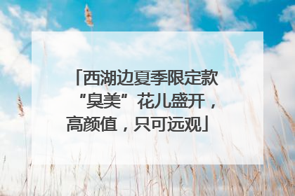 西湖边夏季限定款“臭美”花儿盛开，高颜值，只可远观