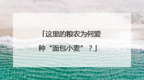 这里的粮农为何爱种“面包小麦”？