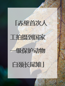 赤壁首次人工拍摄到国家一级保护动物白颈长尾雉