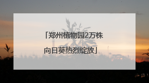 郑州植物园2万株向日葵热烈绽放