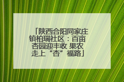 陕西合阳同家庄镇柏瑞社区：百亩杏园迎丰收 果农走上“杏”福路