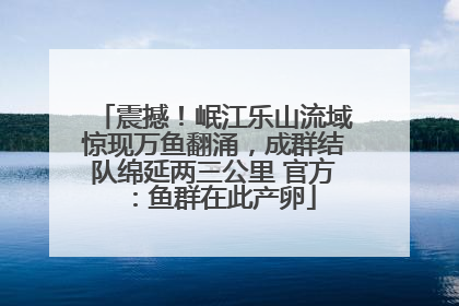震撼！岷江乐山流域惊现万鱼翻涌，成群结队绵延两三公里 官方：鱼群在此产卵