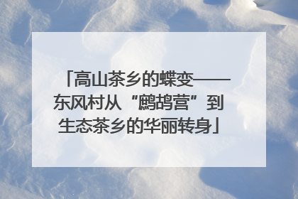 高山茶乡的蝶变——东风村从“鹧鸪营”到生态茶乡的华丽转身