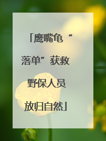 鹰嘴龟“落单”获救 野保人员放归自然