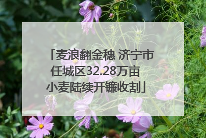 麦浪翻金穗 济宁市任城区32.28万亩小麦陆续开镰收割