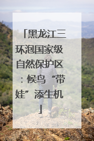 黑龙江三环泡国家级自然保护区：候鸟“带娃”添生机