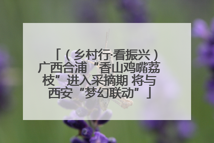 （乡村行·看振兴）广西合浦“香山鸡嘴荔枝”进入采摘期 将与西安“梦幻联动”