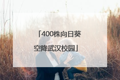 400株向日葵空降武汉校园